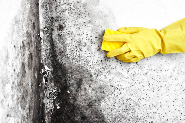 Attic Mold Removal in West Falls Church, VA