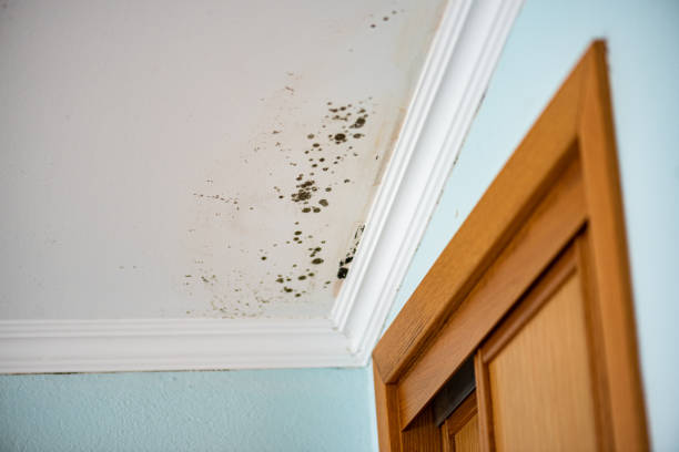 Best Mold Remediation  in West Falls Church, VA