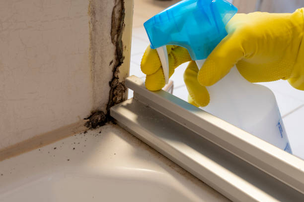 Best Mold Testing  in West Falls Church, VA