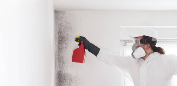 Best Mold Removal Company Near Me  in West Falls Church, VA
