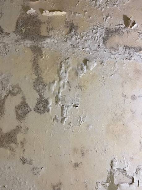  West Falls Church, VA Mold Removal Pros