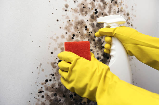 Best Fast Mold Removal  in West Falls Church, VA