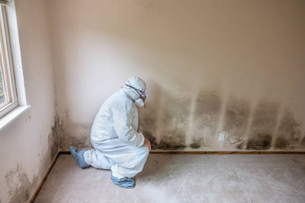 Best Emergency Mold Removal  in West Falls Church, VA