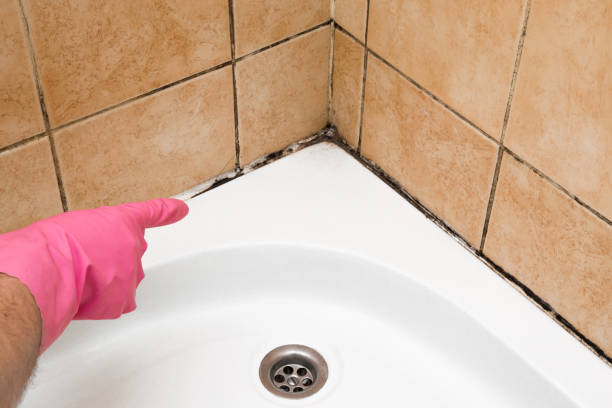 Best Office Mold Removal Services  in West Falls Church, VA